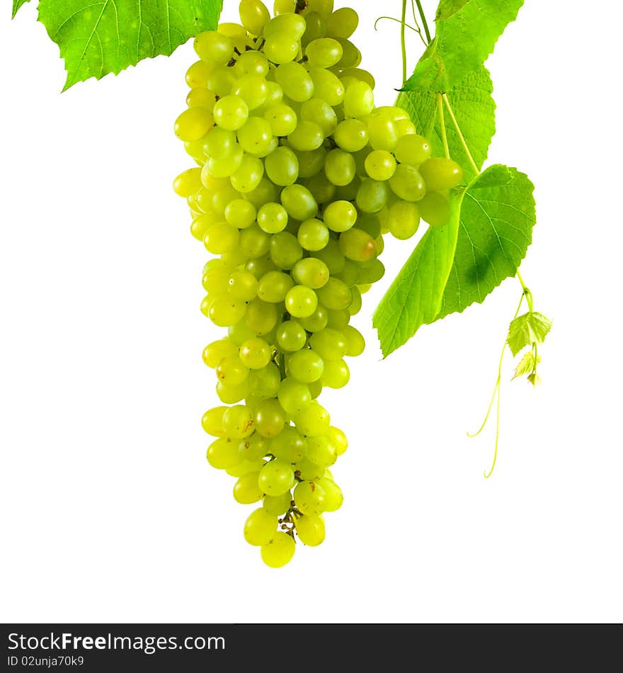 Bunch Of Grapes