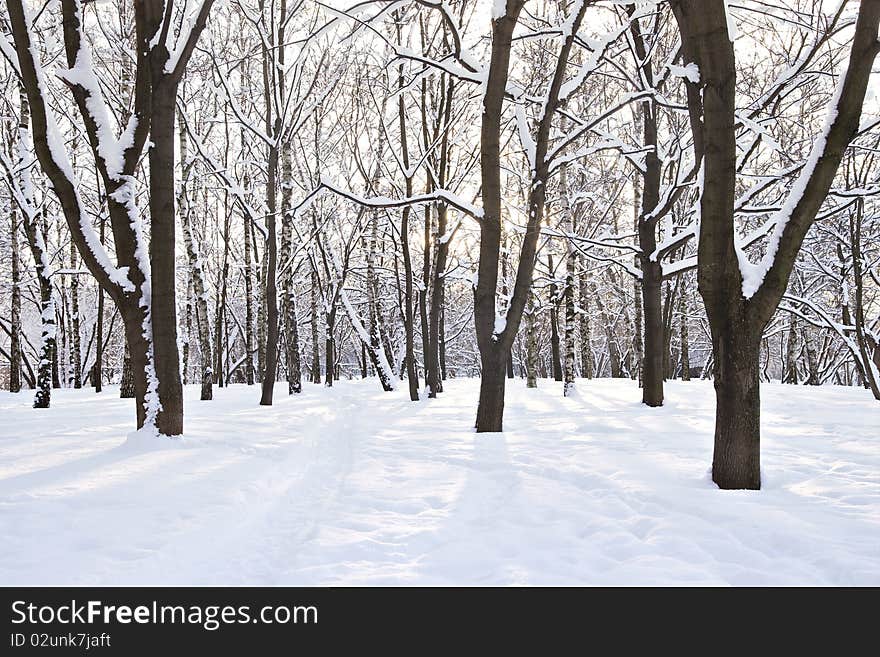 Winter forest