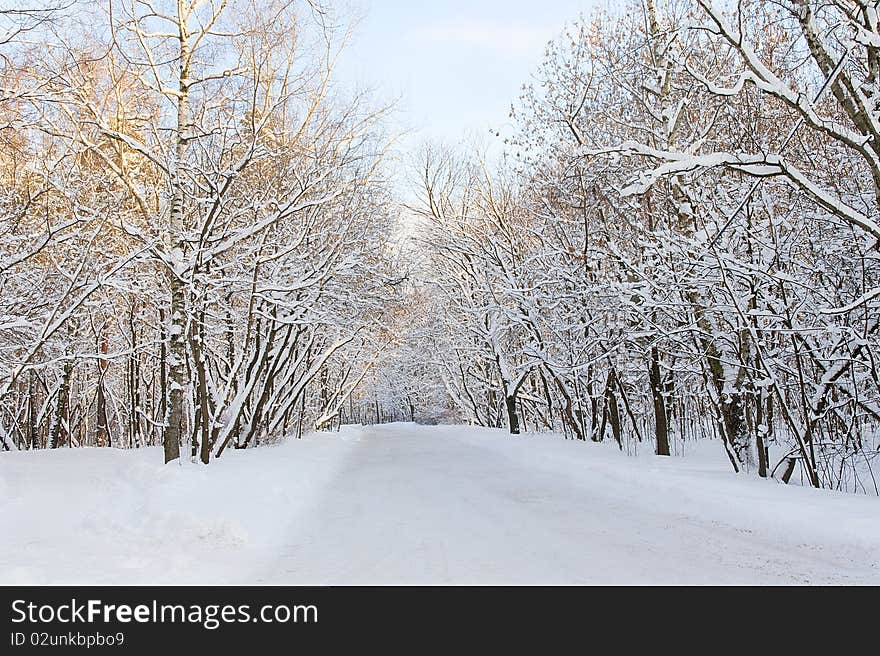 A path between trees covered with snow. A path between trees covered with snow