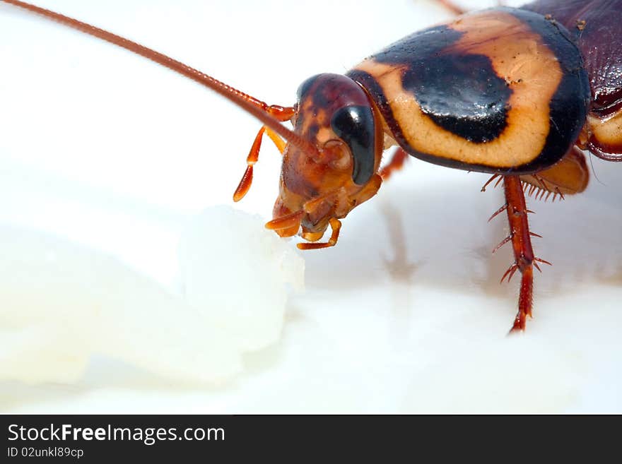 Side view macro closeup of cockroach feeding on rice. Side view macro closeup of cockroach feeding on rice