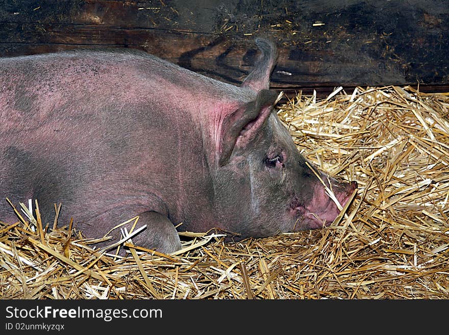 Pig resting on hay in a barn