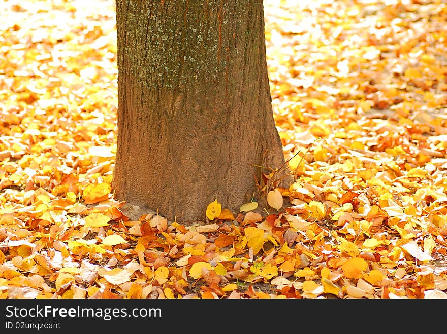 Autumn background high resolution image