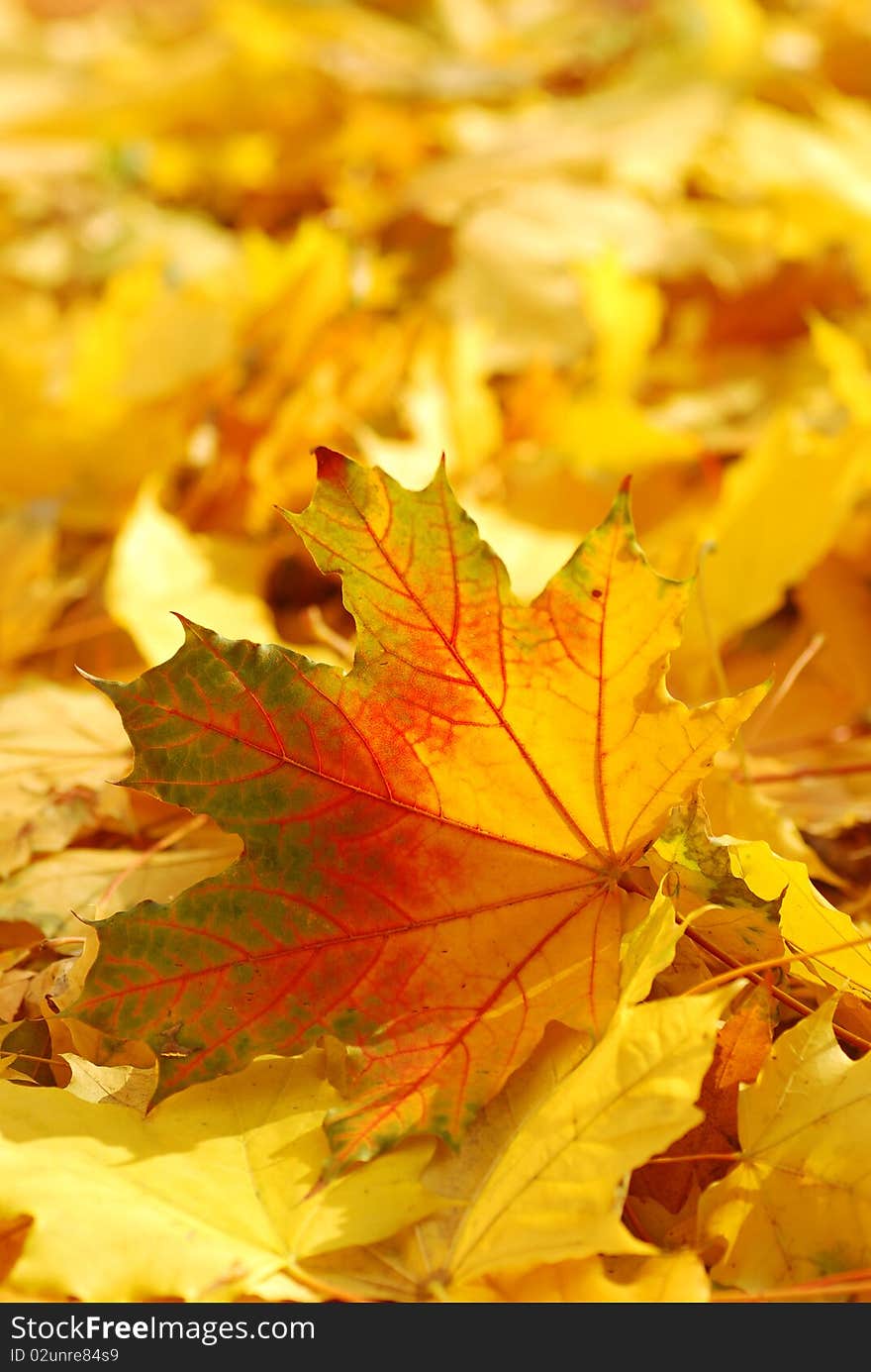 Beautiful autumn leaves high resolution image