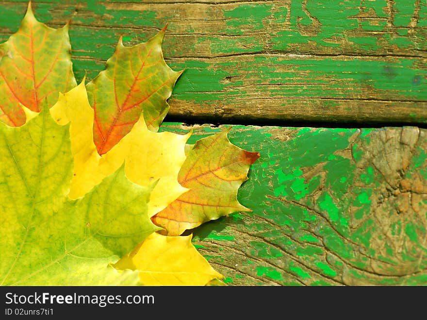 Beautiful autumn leaves high resolution image