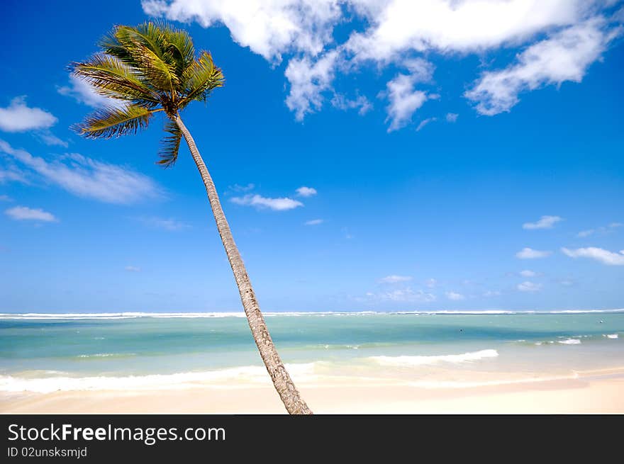 Palm hanging over exotic caribbean beach with the beach in the background. Palm hanging over exotic caribbean beach with the beach in the background.