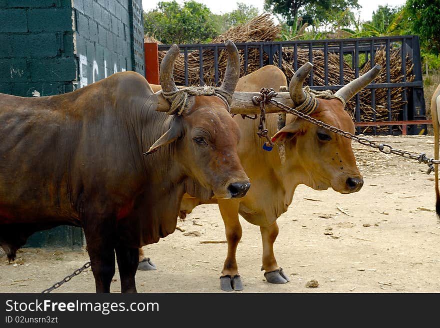 Oxes are working at sugar cane farm. Dominican Republic. Oxes are working at sugar cane farm. Dominican Republic.