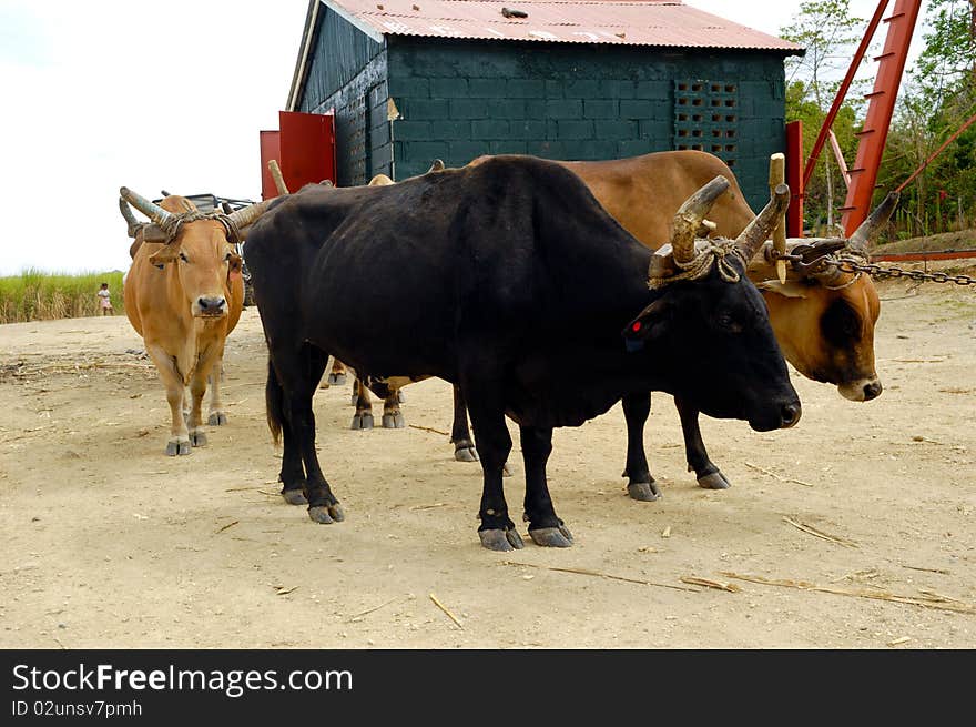 Oxes are working at sugar cane farm. Dominican Republic. Oxes are working at sugar cane farm. Dominican Republic.