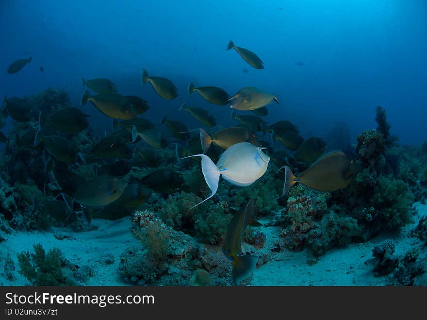 Schooling unicorn fish, Red Sea, Egypt.