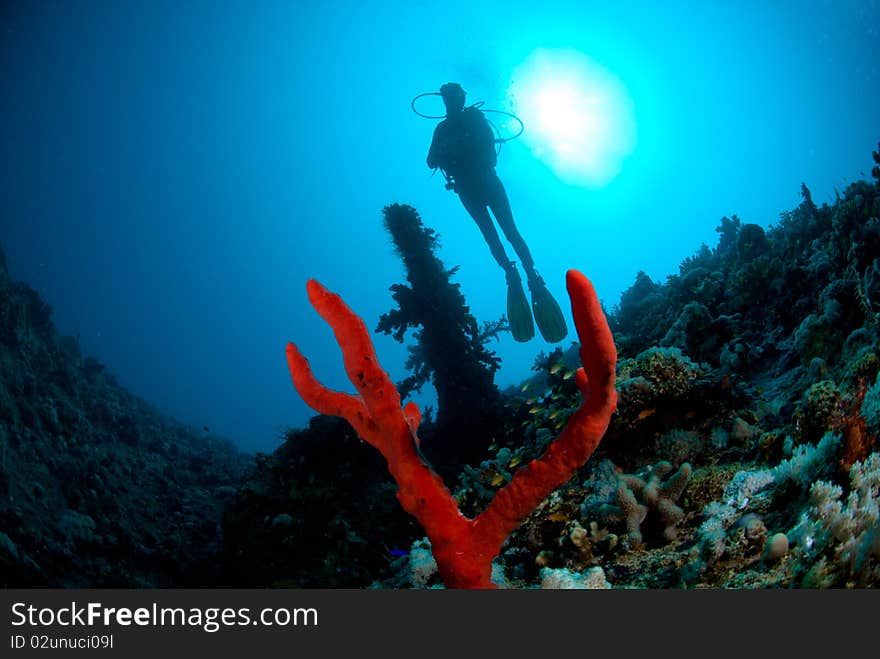 A female scuba diver exploring the stern of the SS Dunraven. Beacon rock, Ras Mohammed national Park, Red Sea, Egypt. A female scuba diver exploring the stern of the SS Dunraven. Beacon rock, Ras Mohammed national Park, Red Sea, Egypt.