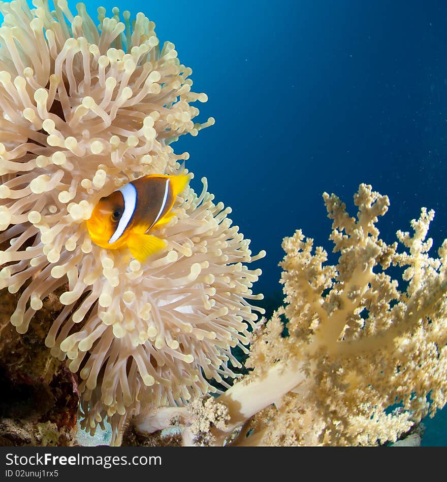 Red Sea Anemone fish in bubble coral. Red Sea Anemone fish in bubble coral.