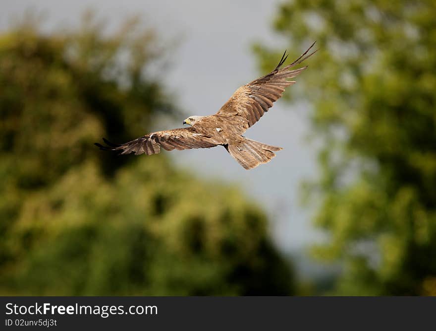 Portrait of a Black Kite in flight