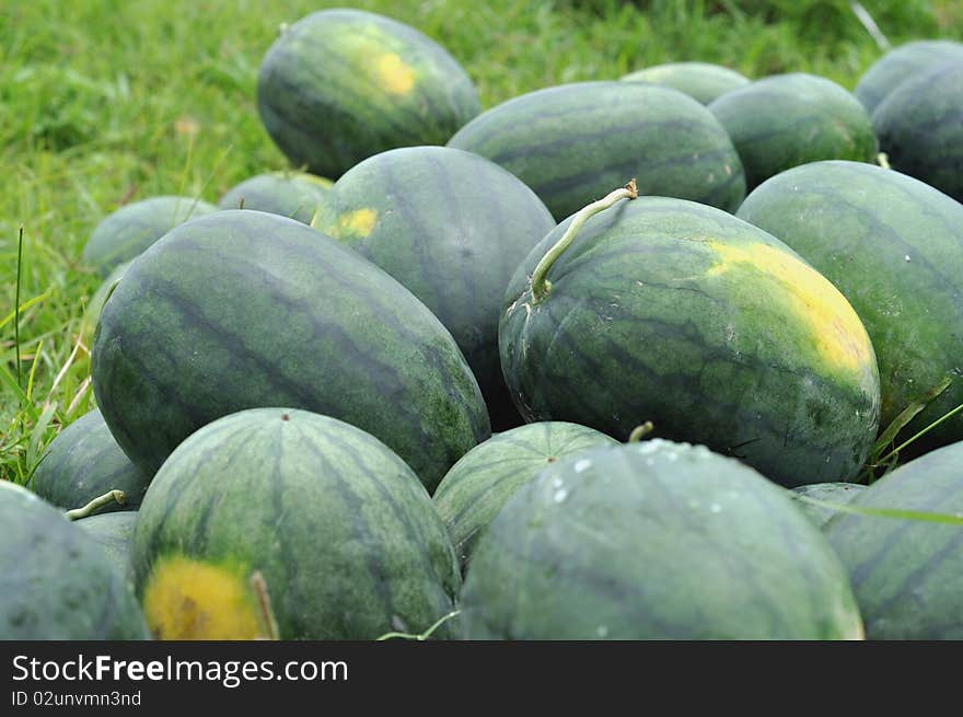 Green Group Farm Watermelon