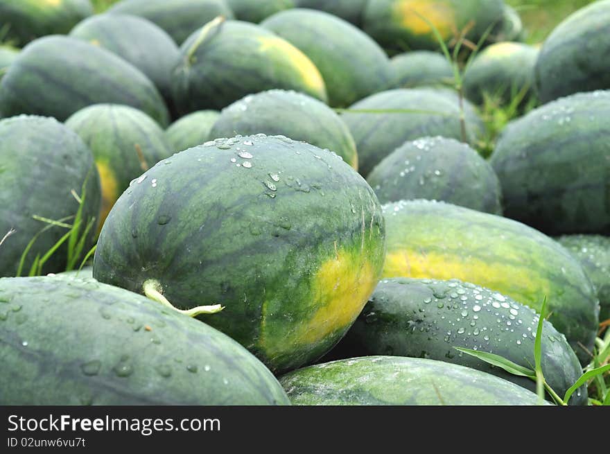 Green Watermelon Farm Group