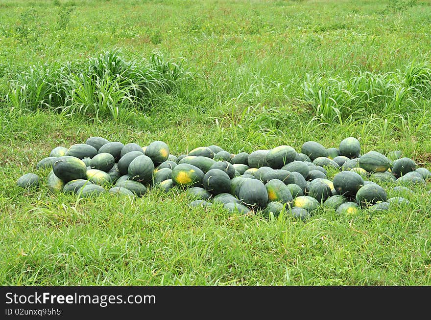 Original taken from the other watermelon farm in Thailand really is not set. Original taken from the other watermelon farm in Thailand really is not set.