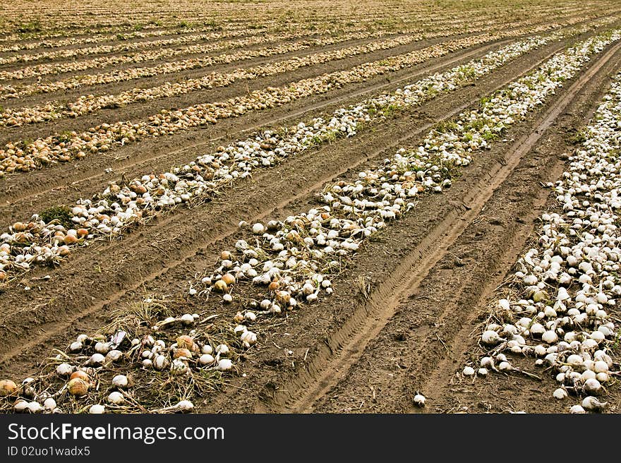 The assembled onions