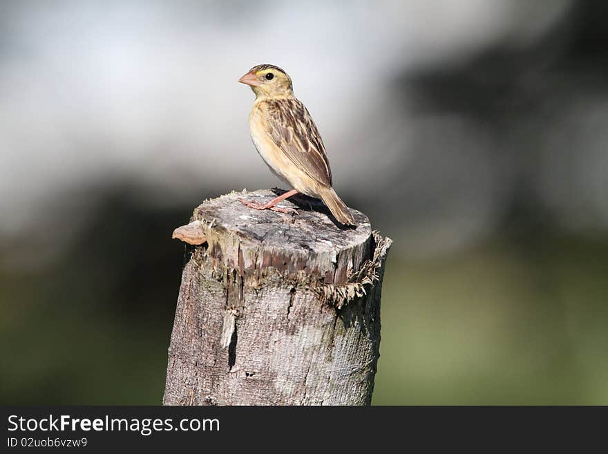 Female Orange Bishop