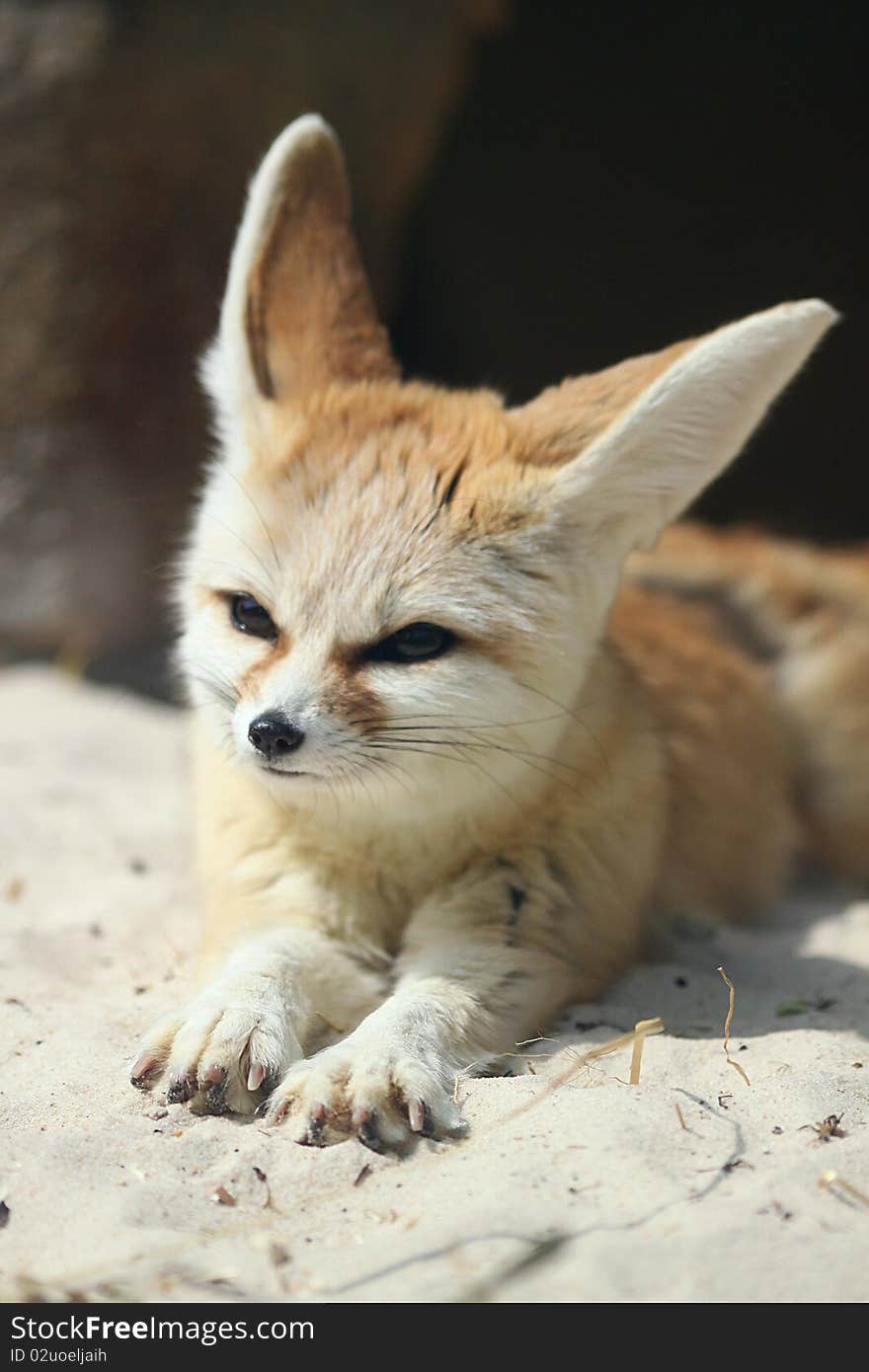 Fennic Fox