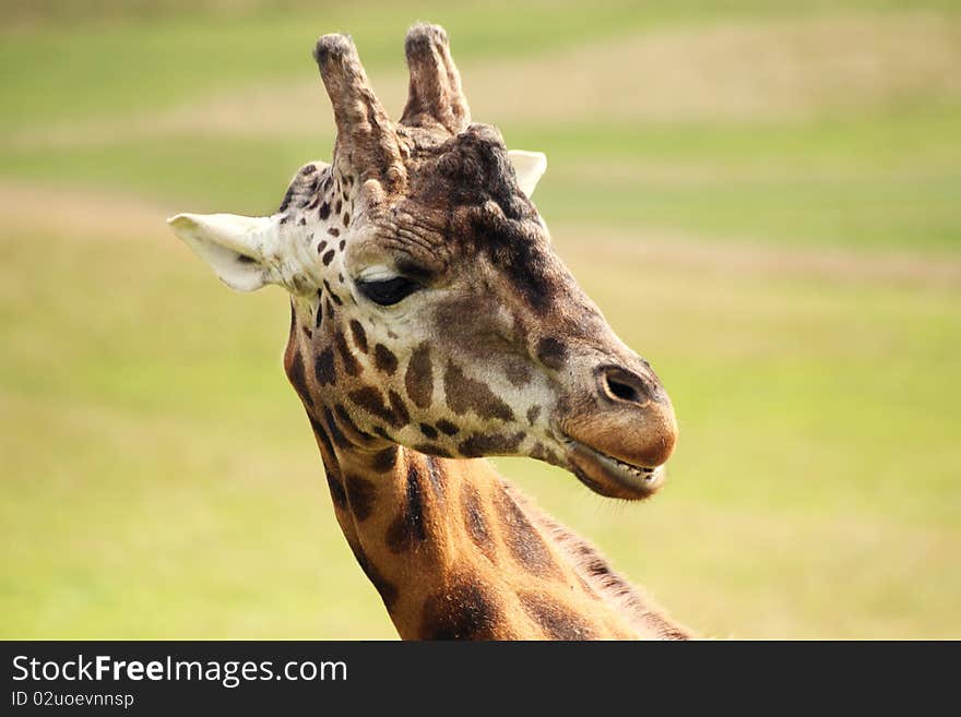 A giraffe relaxing in the sunshine. A giraffe relaxing in the sunshine