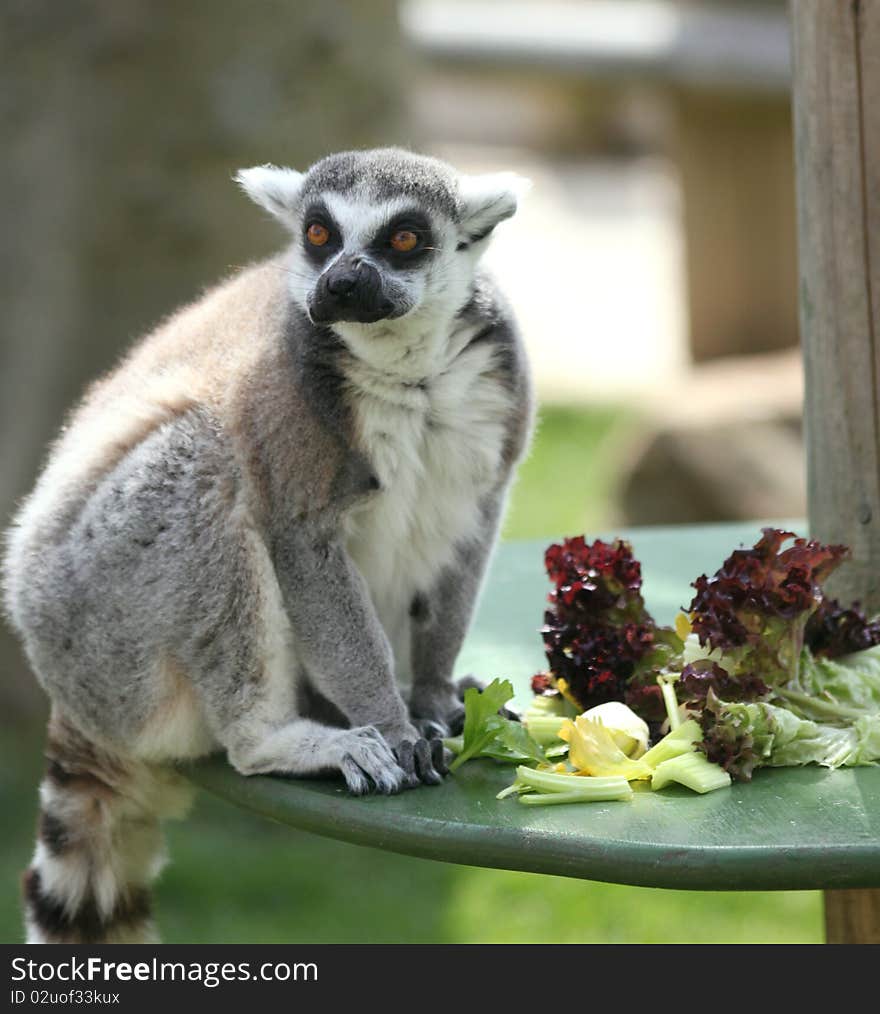 Lemur