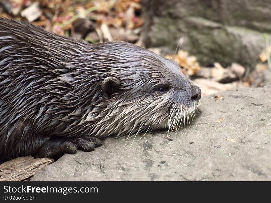 Otter