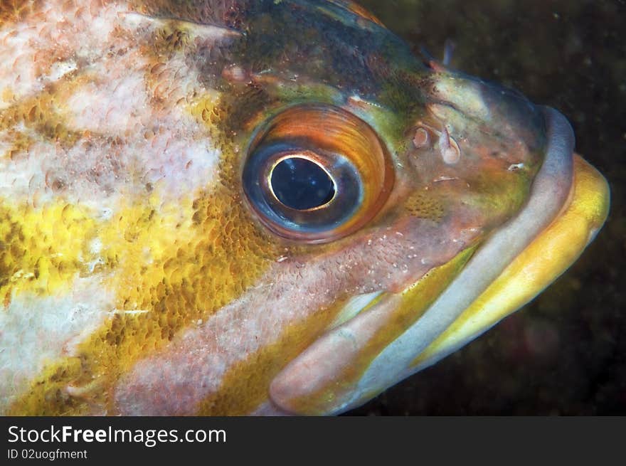 The eye detail of a copper rock fish