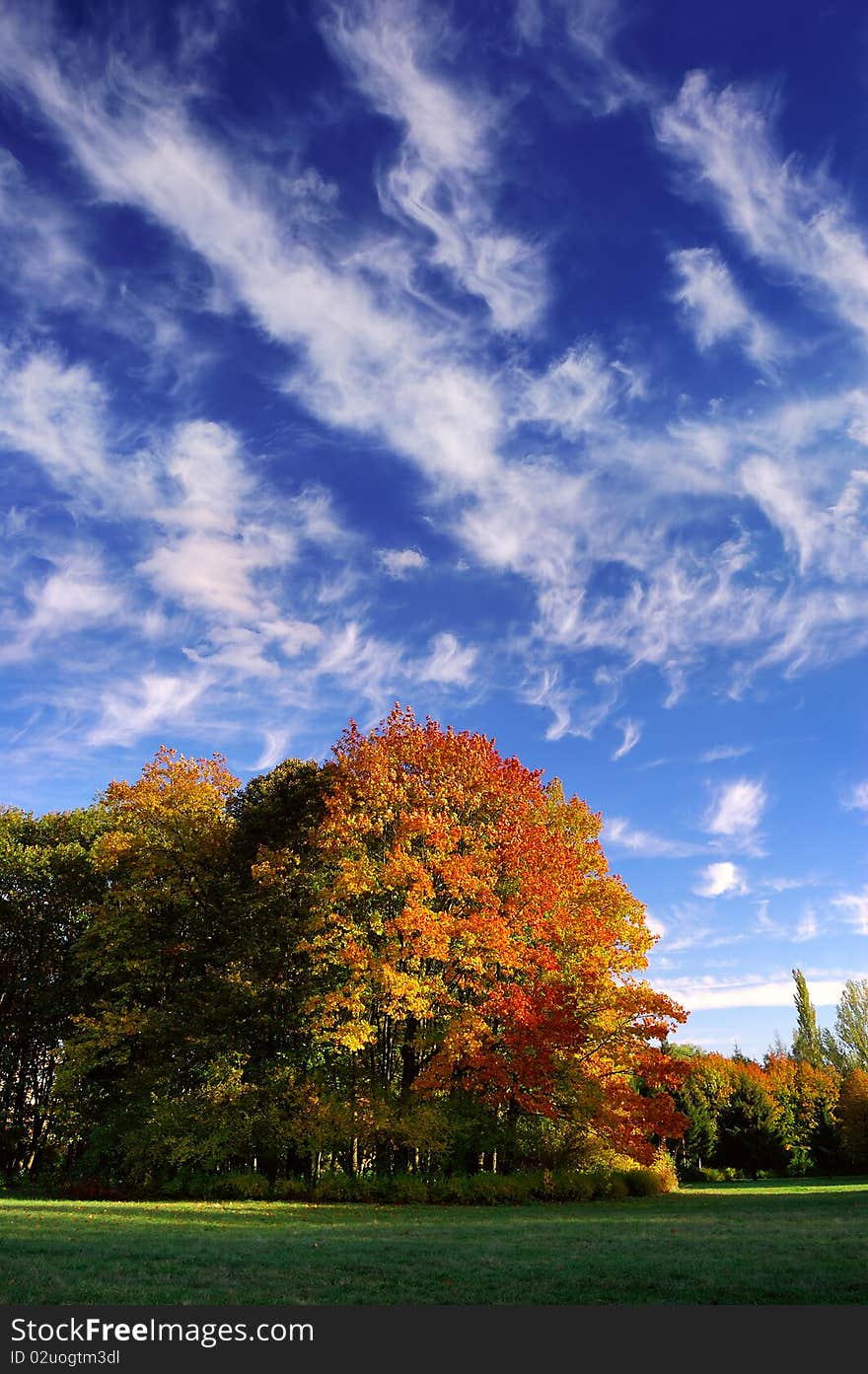 Autumn In Wood