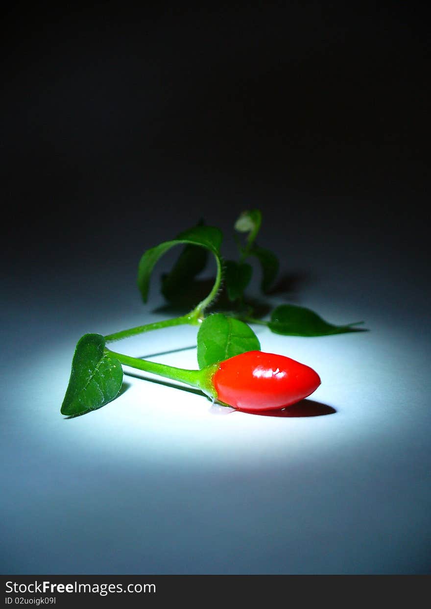 A red pepper with green leaves. Under a spotlight. A red pepper with green leaves. Under a spotlight.