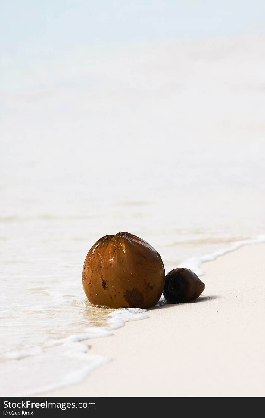 Two Coconuts On Beach