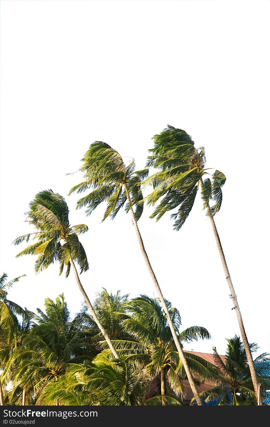 Coconut palm trees over white