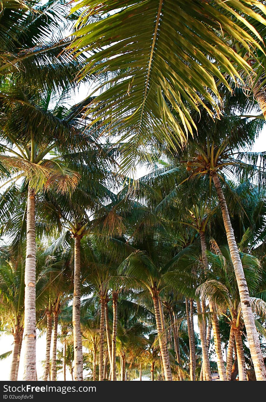 Shot of coconut palmtree forest