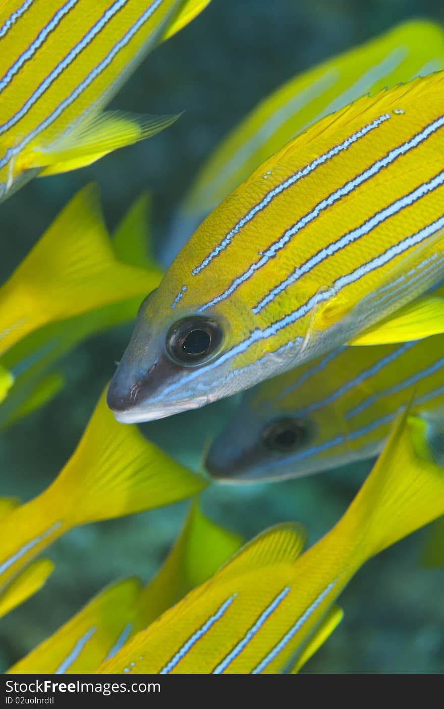 Headshot of some Blue striped snapper (Lutjanus kasmira). Sharm el Sheikh, Red Sea, Egypt. Headshot of some Blue striped snapper (Lutjanus kasmira). Sharm el Sheikh, Red Sea, Egypt.