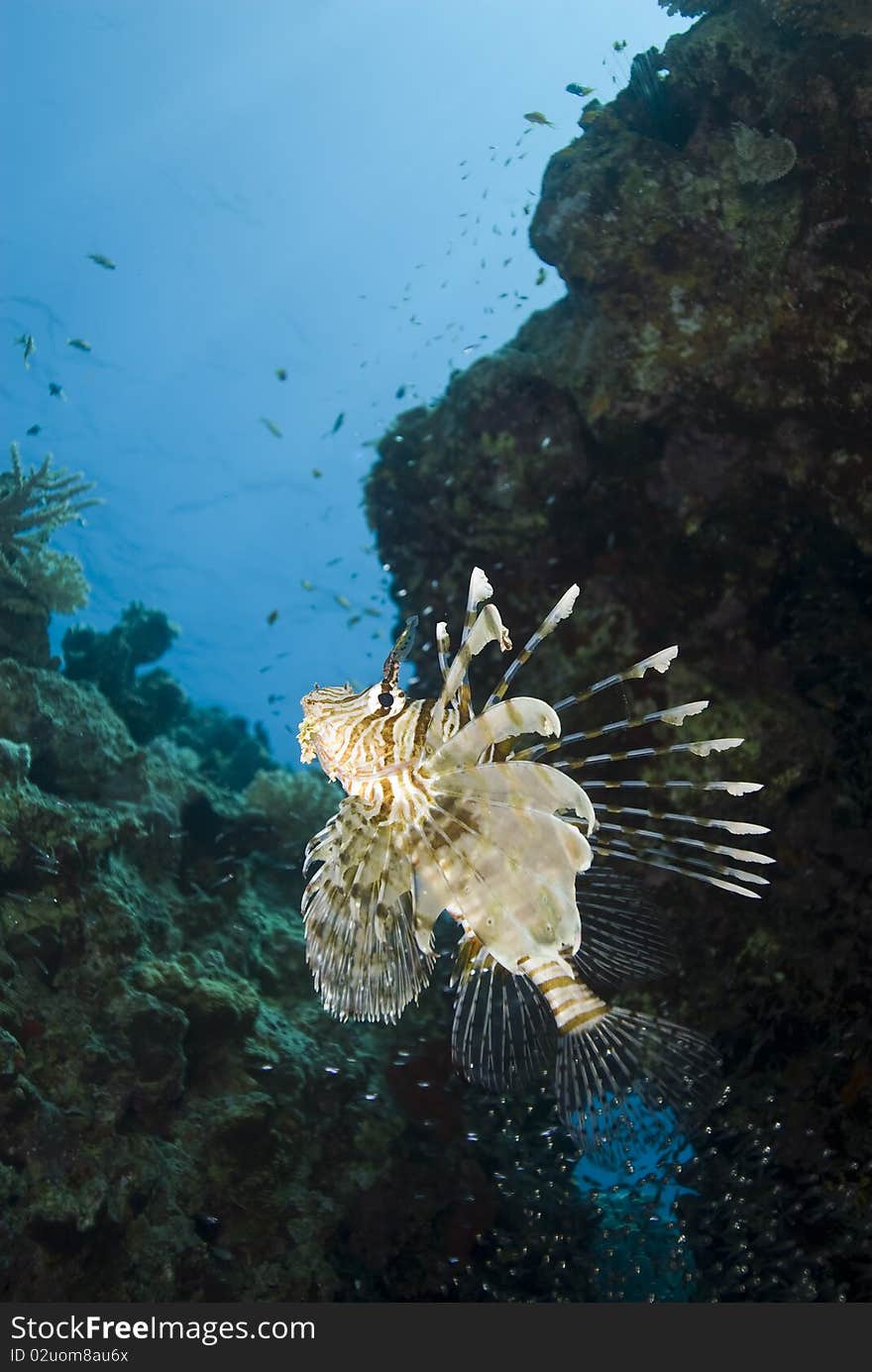 Tropical Common Lionfish.