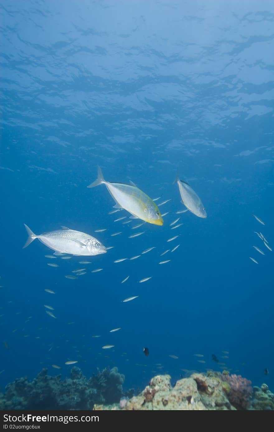 Small group of Yellow-dotted trevally.