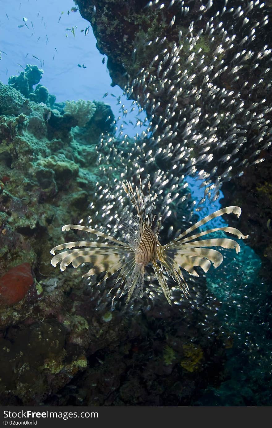 Tropical Common lionfish, rear view.