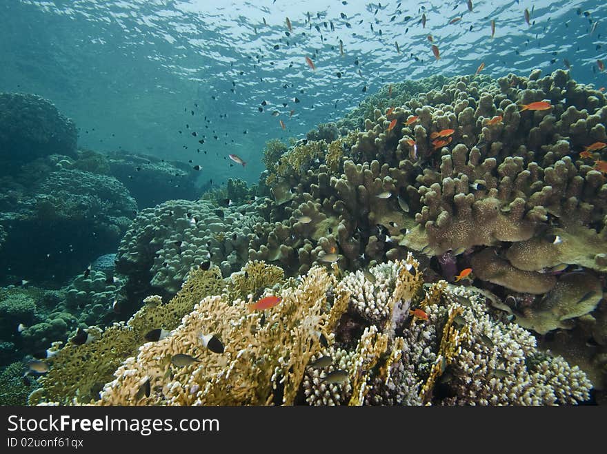 Shallow underwater reefscape.