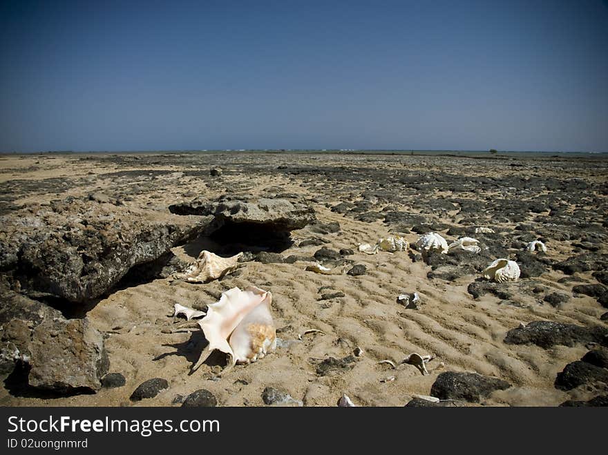 Empty shells on a rocky beach.