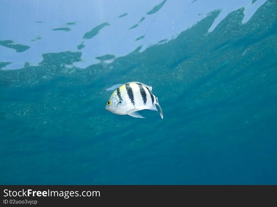 One Tropical Fish, Blue Background.