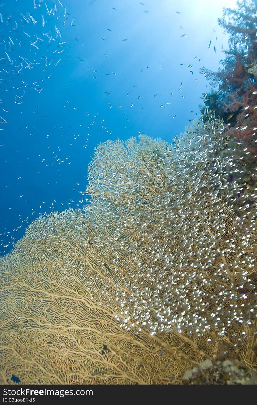 Gorgonian fan coral (Annella mollis) with school of baitfish. Near Garden, Sharm el Sheikh, Red Sea, Egypt. Gorgonian fan coral (Annella mollis) with school of baitfish. Near Garden, Sharm el Sheikh, Red Sea, Egypt.