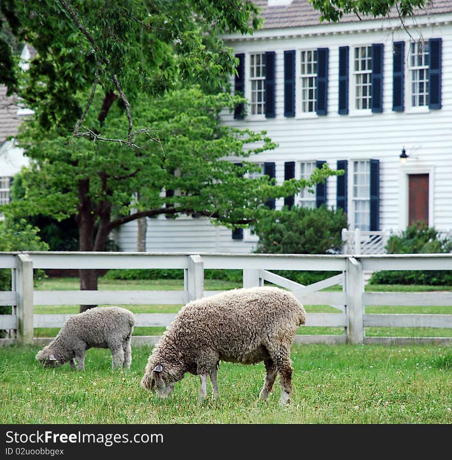 Sheep Grazing