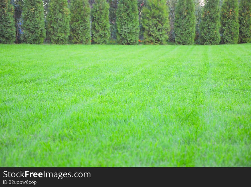 Green grass surrounded by pine trees as a background. Green grass surrounded by pine trees as a background