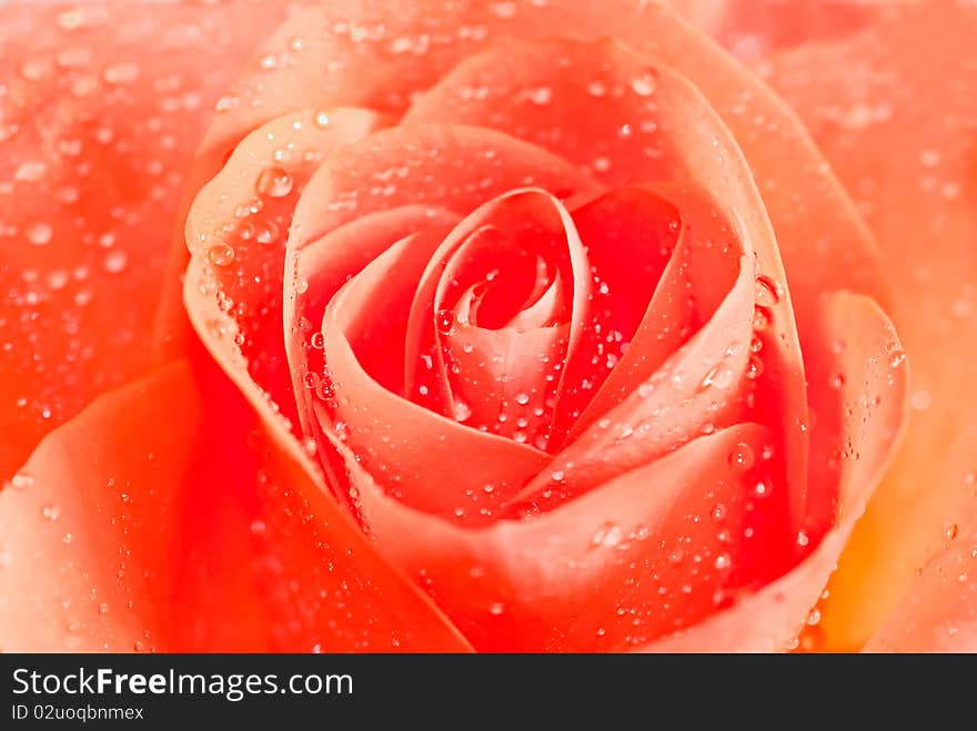 Close up of a dew covered Rose. Close up of a dew covered Rose