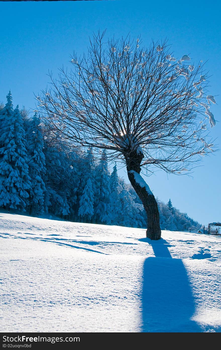 Tree Covered With Snow in Winter