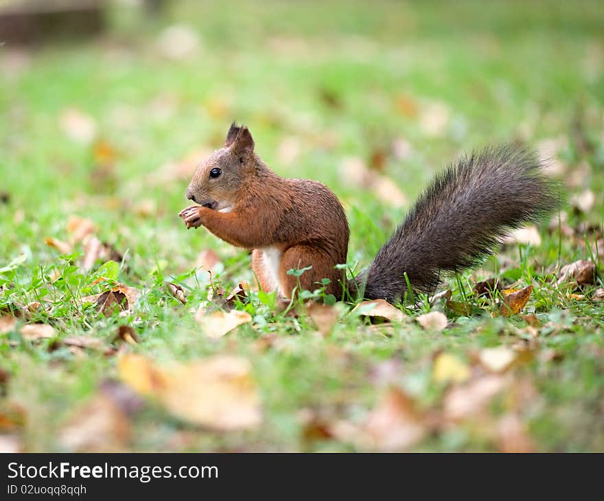 Eating squirrel sitting on the grass