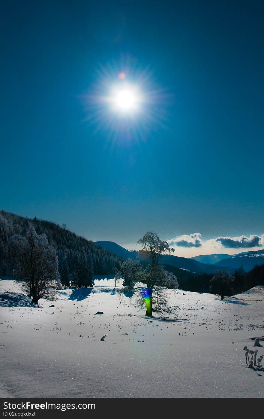 Trees Covered With Snow in Winter, in Mountains