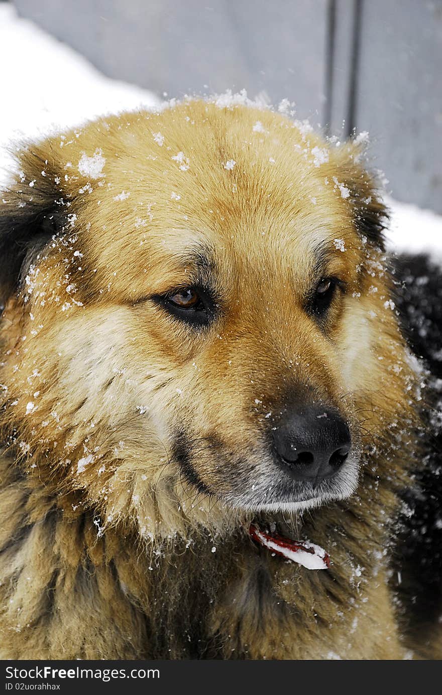 Street dog snow look