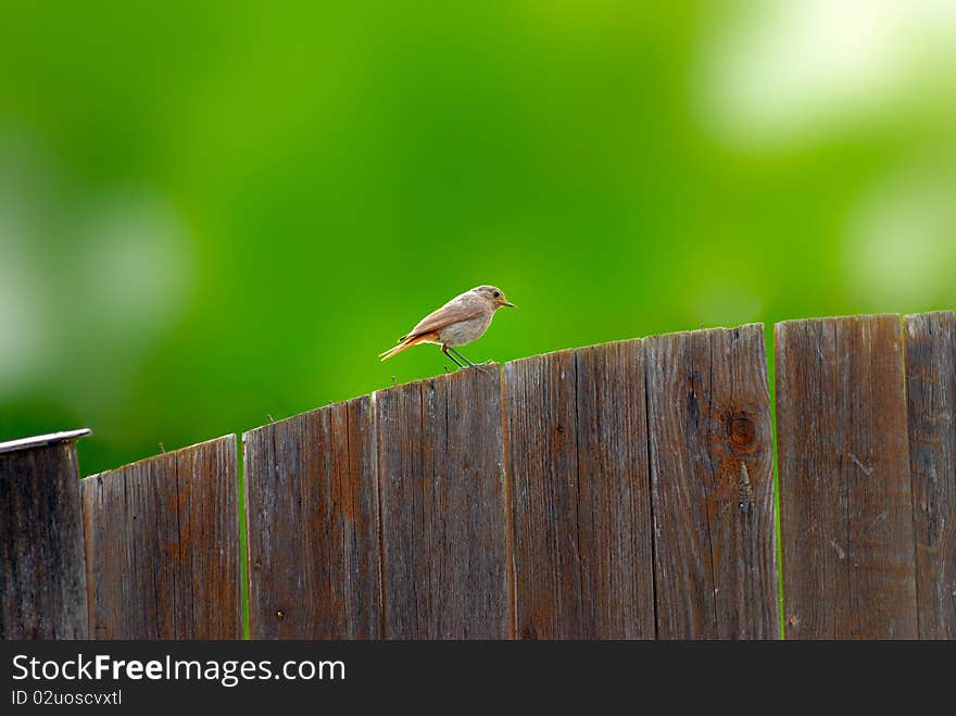 Common Redstart on a wood street door