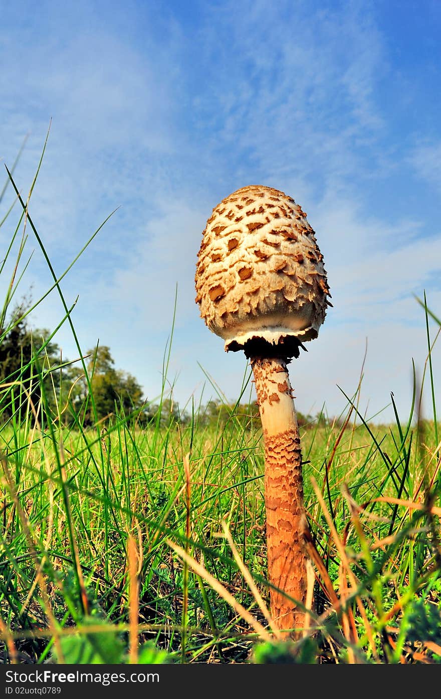 Brown mushroom on the ground