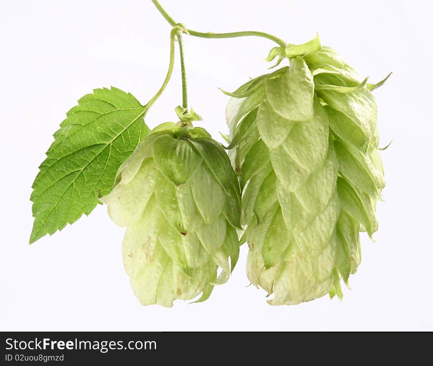 Branch Of Hops