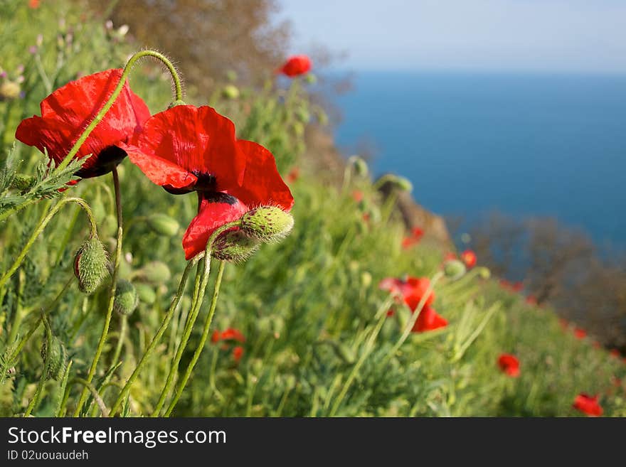 Red Poppies