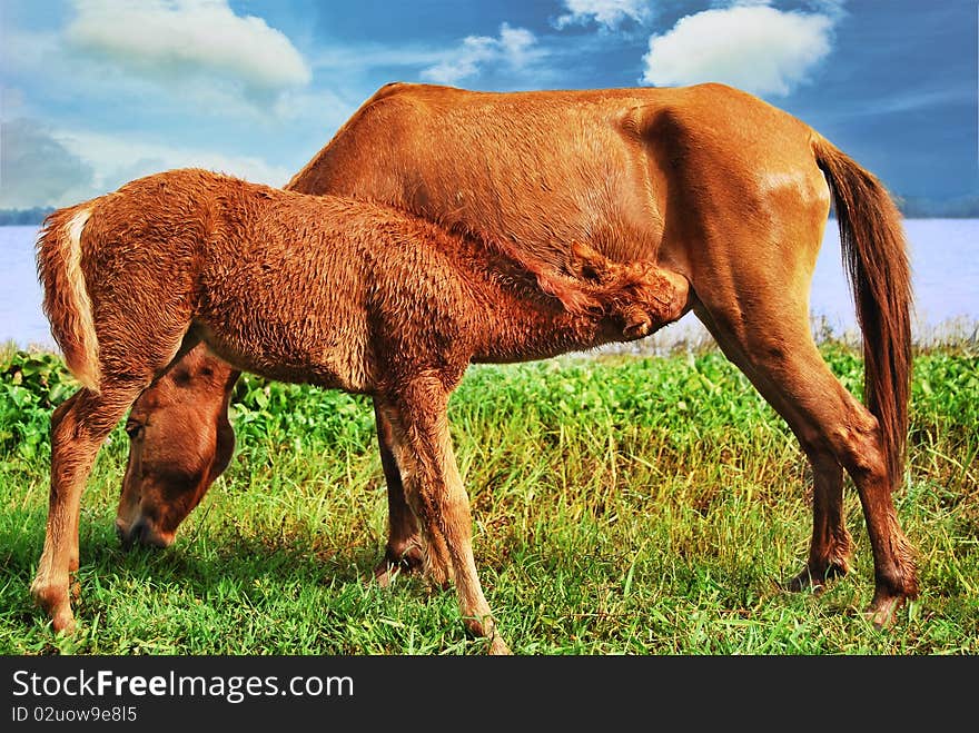 Horse with a foal with the clouds in the background. Horse with a foal with the clouds in the background